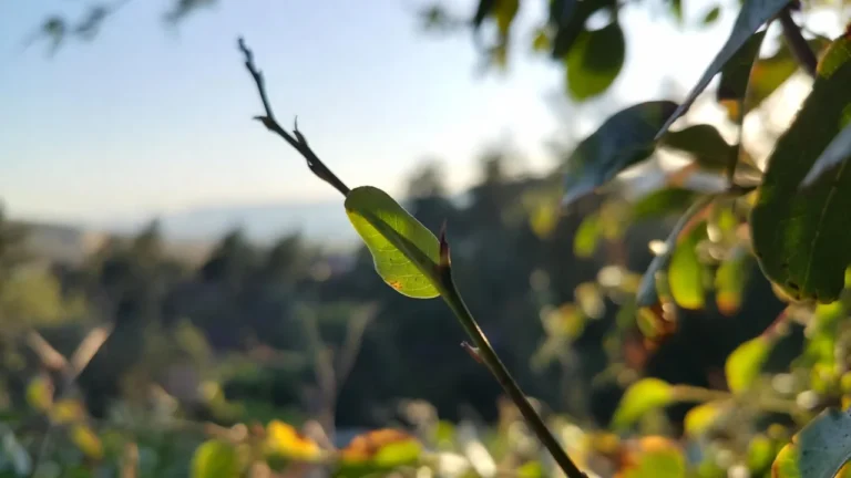 Ein Neues Jahr beginnt-AfgON