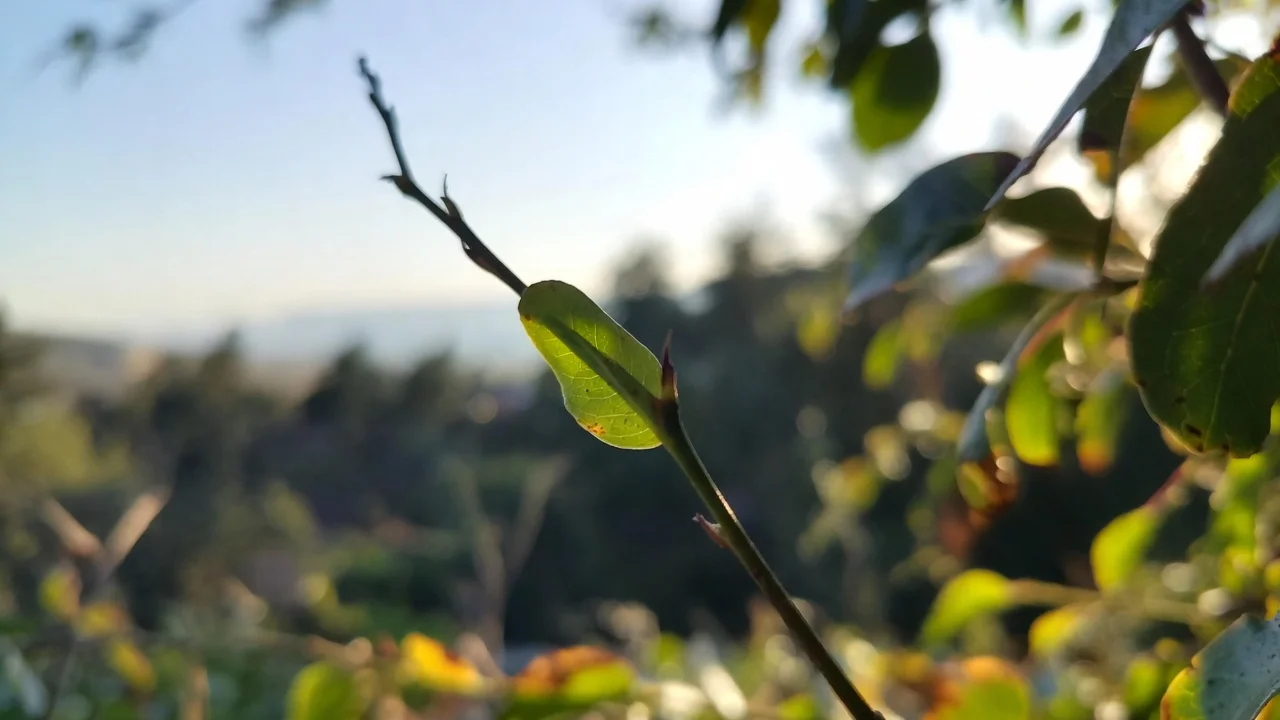 Ein Neues Jahr beginnt-AfgON